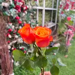 Single Flowers - Orange